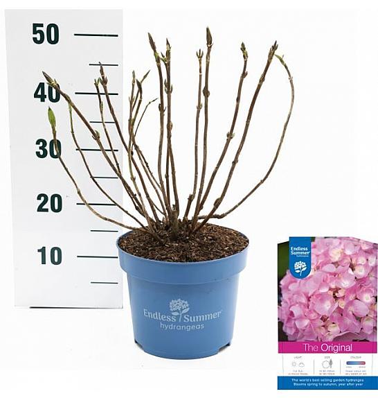 Hortenzija makrofila Originalna ružičasta C5 Lit. 25-30 cm