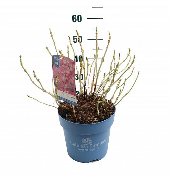 Hortenzija makrofila Originalna ružičasta C10 lit. 25-35 cm