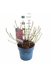 Hydrangea macrophlla The Original Pink C10 Lit. 25-35 cm