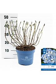 Hortenzija makrofila Originalna plava C5 Lit. 25-30 cm