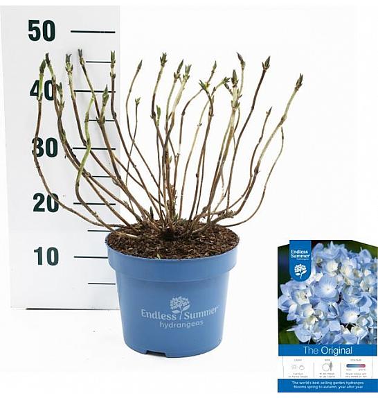 Hortenzija makrofila Originalna plava C5 Lit. 25-30 cm