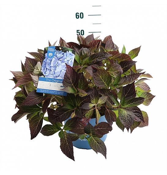 Hydrangea macrophylla The Original Blue C10 Lit. 25-35 cm