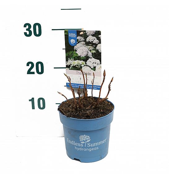 Hortenzija makrofila The Bride® Bijela C1,5 lit. 10-15 cm