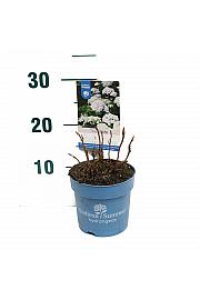 Hydrangea macrophlla The Bride® White C1,5 Lit. 10-15 cm