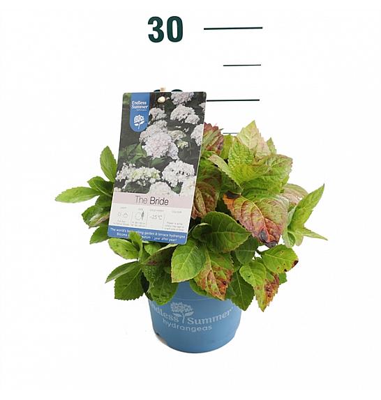 Hydrangea macrophylla The Bride® White C1,5 Lit. 10-15 cm