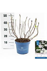 Hortenzija makrofila Nevjesta bijela C5 Lit. 25-30 cm