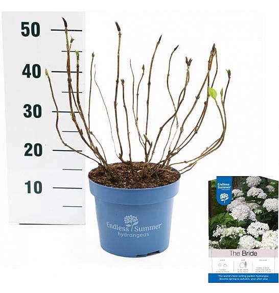 Hortenzija makrofila Nevjesta bijela C5 Lit. 25-30 cm