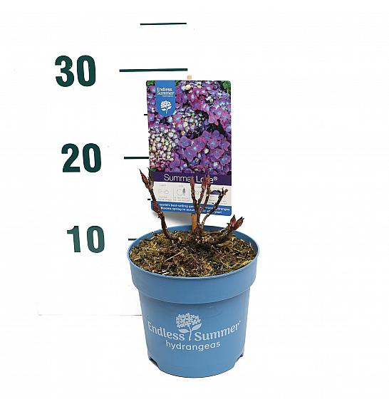 Hydrangea macrophlla Summer Love®Purple C1,5 Lit. 10-15 cm