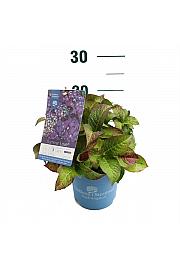 Hydrangea macrophylla Summer Love®Purple C1,5 Lit. 10-15 cm