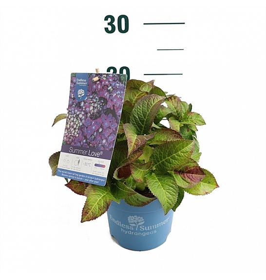 Hydrangea macrophylla Summer Love®Purple C1,5 Lit. 10-15 cm