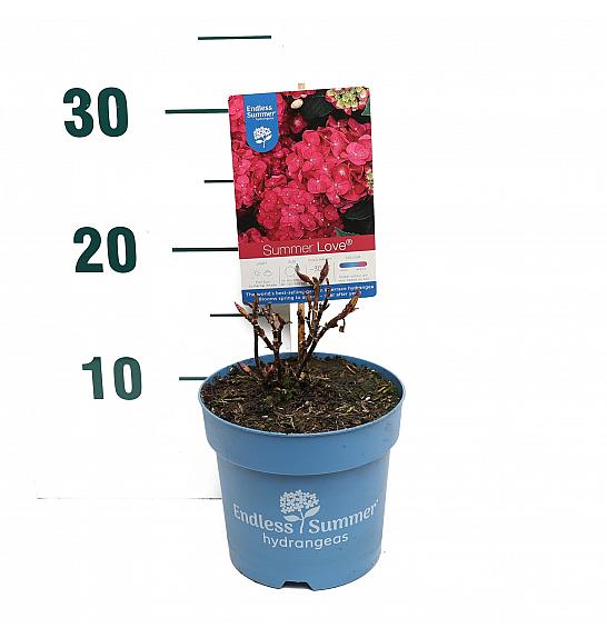 Hortenzija makrofila Summer Love® crvena C1,5 lit. 10-15 cm