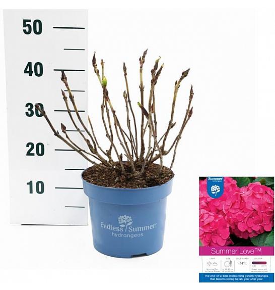 Hortenzija makrofila Summer Love Red C5 Lit. 25-30 cm