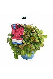 Hydrangea macrophylla Summer Love Red C5 Lit. 25-30 cm