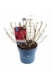 Hortenzija makrofila Summer Love Red C10 Lit. 25-30 cm