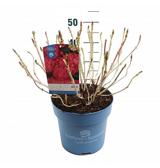 Hortenzija makrofila Summer Love Red C10 Lit. 25-30 cm