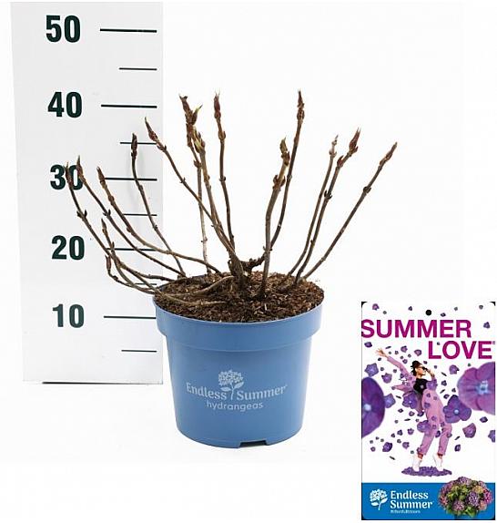 Hortenzija makrofila Ljetna ljubav ljubičasta C5 Lit. 25-30 cm