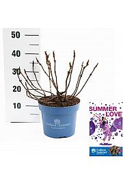 Hydrangea macrophlla Summer Love Purple C5 Lit. 25-30 cm