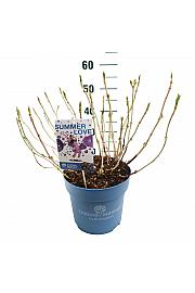 Hortenzija makrofila Ljetna ljubav ljubičasta C10 lit. 25-30 cm