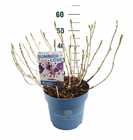 Hortenzija makrofila Ljetna ljubav ljubičasta C10 lit. 25-30 cm