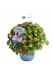 Hydrangea macrophylla Summer Love Purple C10 Lit. 25-30 cm