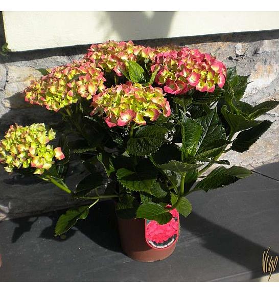 Hydrangea macrophylla Ø18 mix 30-40 cm