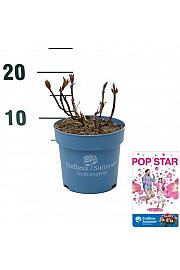 Hortenzija makrofila BloomStar® ružičasta C1,5 lit. 10-15 cm