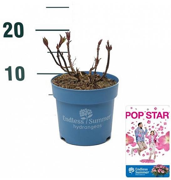 Hortenzija makrofila BloomStar® ružičasta C1,5 lit. 10-15 cm