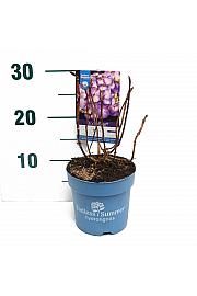 Hortenzija makrofila BloomStar® plava C1,5 lit. 10-15 cm