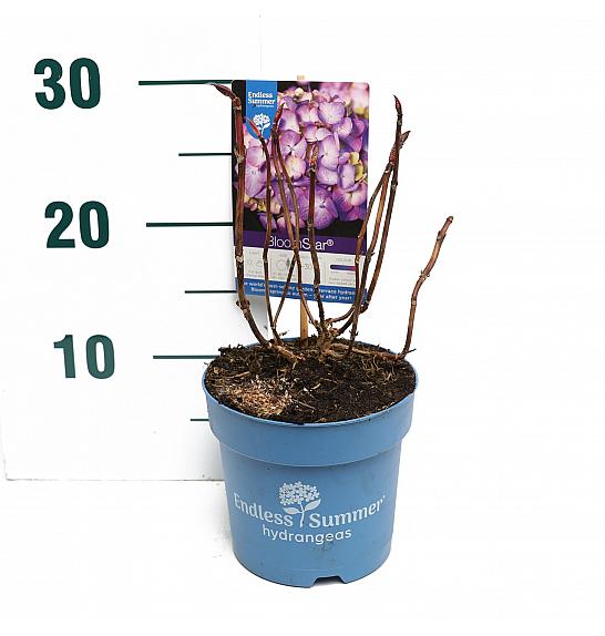 Hortenzija makrofila BloomStar® plava C1,5 lit. 10-15 cm