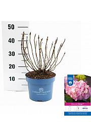 Hortenzija makrofila BloomStar Pink C5 Lit. 25-30 cm
