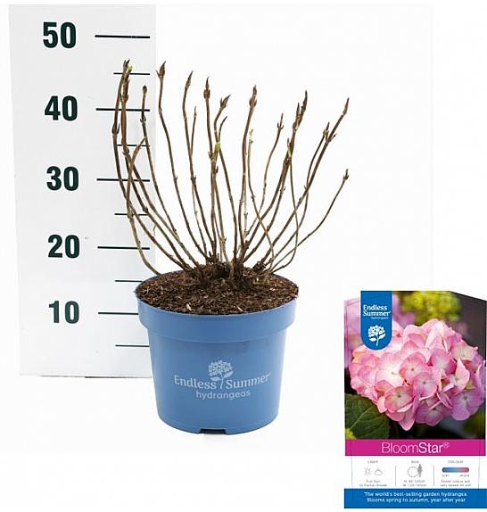 Hydrangea macrophlla BloomStar Pink C5 Lit. 25-30 cm