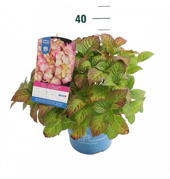 Hydrangea macrophylla BloomStar Pink C5 Lit. 25-30 cm