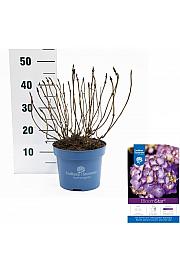 Hydrangea macrophlla BloomStar Blue C5 Lit. 25-30 cm