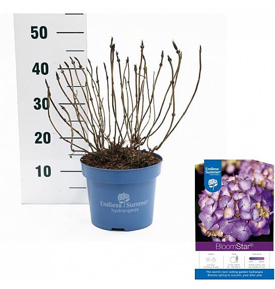 Hydrangea macrophlla BloomStar Blue C5 Lit. 25-30 cm
