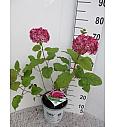 Hydrangea arborescens Pink Annabelle C5 Lit. 30-40 cm