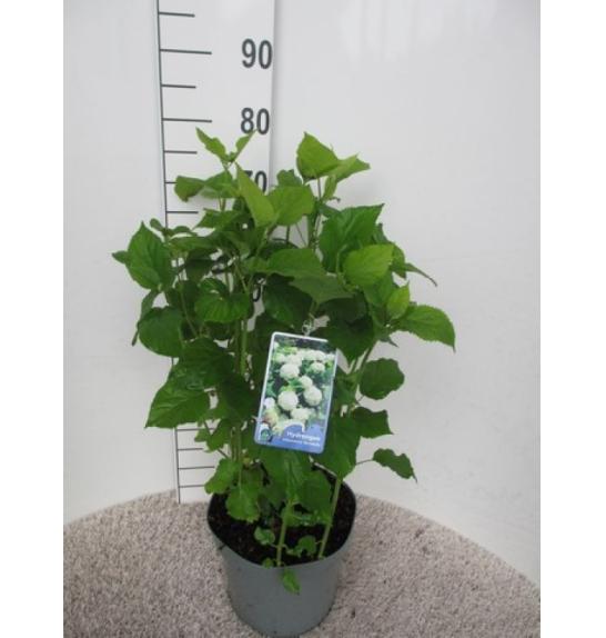 Hydrangea arborescens Annabelle C7,5 Lit. 40-50 cm