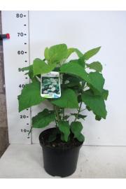 Hydrangea arborescens Annabelle C5 Lit. 30-40 cm
