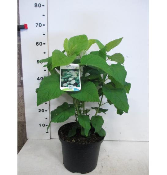 Hydrangea arborescens Annabelle C5 Lit. 30-40 cm