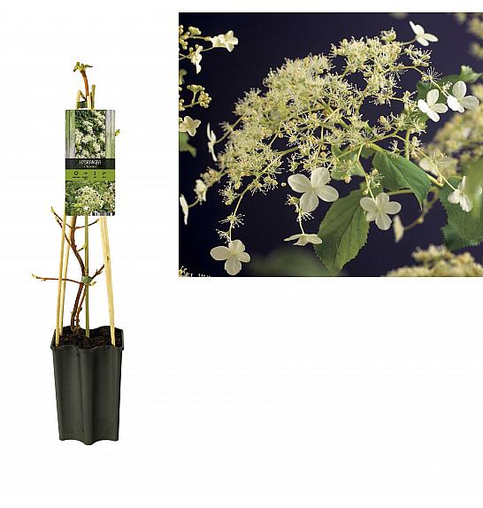 Hydrangea anomala Petiolaris C1,5 Lit. 30-40 cm