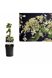 Hydrangea anomala Petiolaris C1 Lit. 20-30 cm