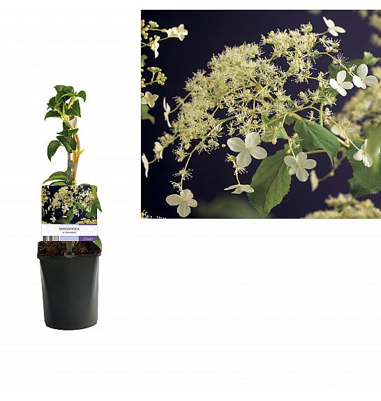 Hydrangea anomala Petiolaris C1 Lit. 20-30 cm