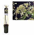 Hydrangea anomala petiolaris C2,5 Lit. 40-60 cm
