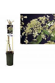 Hydrangea anomala petiolaris C2,5 Lit. 40-60 cm