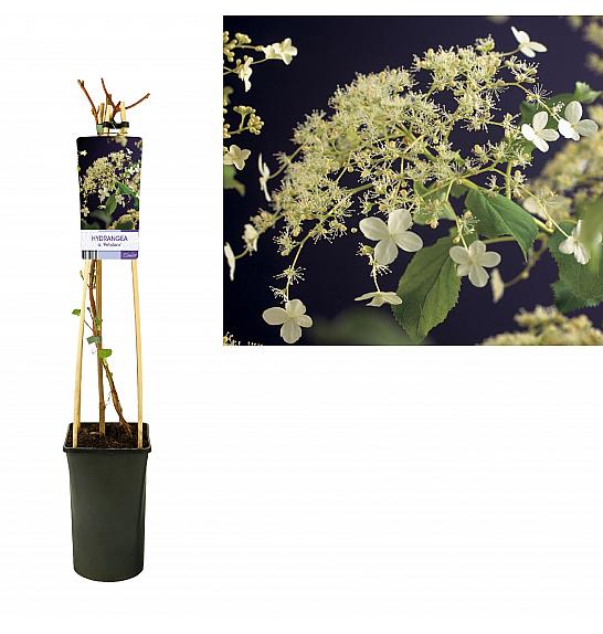 Hydrangea anomala petiolaris C2,5 Lit. 40-60 cm