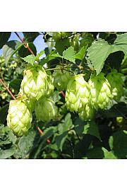 Humulus lupulus Nordbau C2 Lit. 30-40 cm