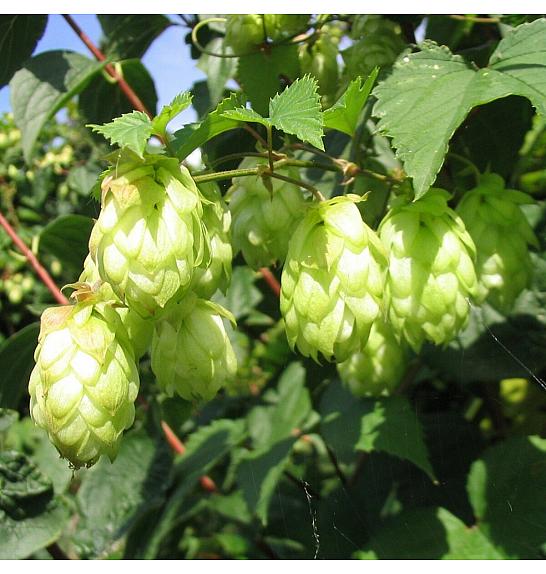 Humulus lupulus Nordbau C2 Lit. 30-40 cm
