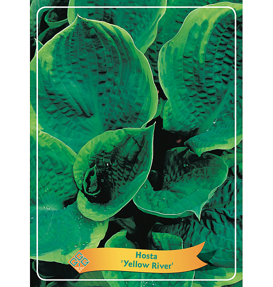 Hosta Yellow River Ø11