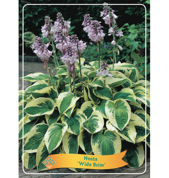 Hosta Wide Brim Ø11