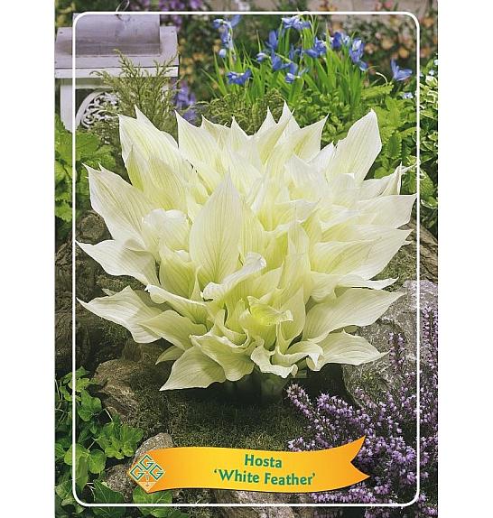 Hosta White Feather Ø11