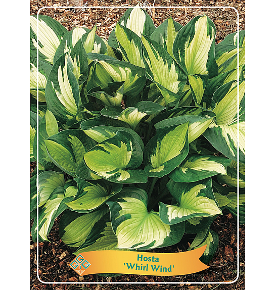 Hosta Whirl Wind Ø11
